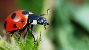 Coccinella_magnifica01-2.jpg?1655982743004