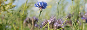 biodiversiteit-2.png?1676489663877